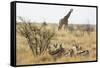 Namibia, Etosha National Park. Giraffe and Springboks-Wendy Kaveney-Framed Stretched Canvas