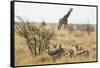 Namibia, Etosha National Park. Giraffe and Springboks-Wendy Kaveney-Framed Stretched Canvas