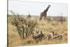 Namibia, Etosha National Park. Giraffe and Springboks-Wendy Kaveney-Stretched Canvas