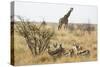 Namibia, Etosha National Park. Giraffe and Springboks-Wendy Kaveney-Stretched Canvas