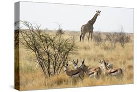 Namibia, Etosha National Park. Giraffe and Springboks-Wendy Kaveney-Stretched Canvas