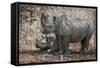 Namibia, Etosha National Park. Mother Rhinoceros and Baby in Shade-Jaynes Gallery-Framed Stretched Canvas