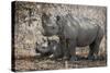 Namibia, Etosha National Park. Mother Rhinoceros and Baby in Shade-Jaynes Gallery-Stretched Canvas