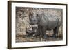 Namibia, Etosha National Park. Mother Rhinoceros and Baby in Shade-Jaynes Gallery-Framed Photographic Print