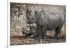 Namibia, Etosha National Park. Mother Rhinoceros and Baby in Shade-Jaynes Gallery-Framed Photographic Print