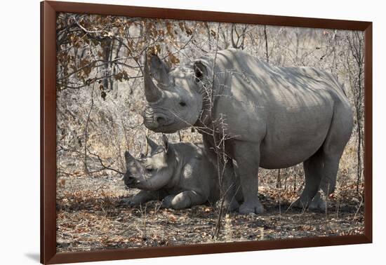 Namibia, Etosha National Park. Mother Rhinoceros and Baby in Shade-Jaynes Gallery-Framed Photographic Print