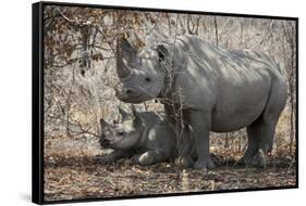 Namibia, Etosha National Park. Mother Rhinoceros and Baby in Shade-Jaynes Gallery-Framed Stretched Canvas