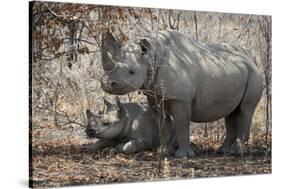 Namibia, Etosha National Park. Mother Rhinoceros and Baby in Shade-Jaynes Gallery-Stretched Canvas