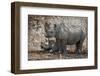 Namibia, Etosha National Park. Mother Rhinoceros and Baby in Shade-Jaynes Gallery-Framed Photographic Print