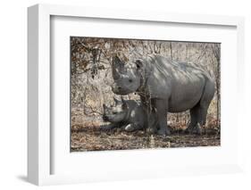 Namibia, Etosha National Park. Mother Rhinoceros and Baby in Shade-Jaynes Gallery-Framed Photographic Print