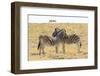 Namibia, Etosha National Park. Necking zebras with springboks.-Jaynes Gallery-Framed Photographic Print