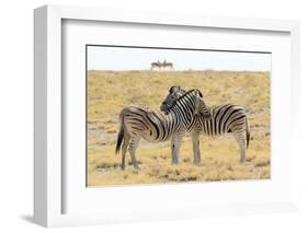 Namibia, Etosha National Park. Necking zebras with springboks.-Jaynes Gallery-Framed Photographic Print