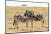 Namibia, Etosha National Park. Necking zebras with springboks.-Jaynes Gallery-Mounted Photographic Print