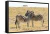 Namibia, Etosha National Park. Necking zebras with springboks.-Jaynes Gallery-Framed Stretched Canvas