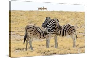 Namibia, Etosha National Park. Necking zebras with springboks.-Jaynes Gallery-Stretched Canvas