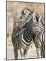 Namibia, Etosha National Park. Necking zebras.-Jaynes Gallery-Mounted Photographic Print