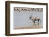 Namibia, Etosha National Park. Oryx Wading in Waterhole-Wendy Kaveney-Framed Photographic Print