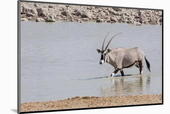 Namibia, Etosha National Park. Oryx Wading in Waterhole-Wendy Kaveney-Mounted Photographic Print