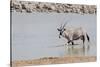 Namibia, Etosha National Park. Oryx Wading in Waterhole-Wendy Kaveney-Stretched Canvas
