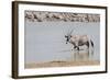 Namibia, Etosha National Park. Oryx Wading in Waterhole-Wendy Kaveney-Framed Photographic Print