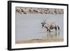 Namibia, Etosha National Park. Oryx Wading in Waterhole-Wendy Kaveney-Framed Photographic Print