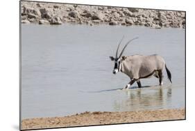 Namibia, Etosha National Park. Oryx Wading in Waterhole-Wendy Kaveney-Mounted Photographic Print