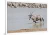 Namibia, Etosha National Park. Oryx Wading in Waterhole-Wendy Kaveney-Framed Photographic Print