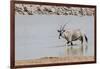 Namibia, Etosha National Park. Oryx Wading in Waterhole-Wendy Kaveney-Framed Photographic Print