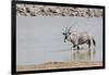 Namibia, Etosha National Park. Oryx Wading in Waterhole-Wendy Kaveney-Framed Photographic Print