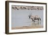 Namibia, Etosha National Park. Oryx Wading in Waterhole-Wendy Kaveney-Framed Photographic Print