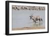 Namibia, Etosha National Park. Oryx Wading in Waterhole-Wendy Kaveney-Framed Photographic Print