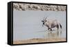 Namibia, Etosha National Park. Oryx Wading in Waterhole-Wendy Kaveney-Framed Stretched Canvas