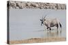 Namibia, Etosha National Park. Oryx Wading in Waterhole-Wendy Kaveney-Stretched Canvas