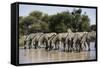 Namibia, Etosha National Park, Plain Zebra, Equus Burchellii, at Water Hole-Paul Souders-Framed Stretched Canvas