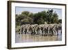 Namibia, Etosha National Park, Plain Zebra, Equus Burchellii, at Water Hole-Paul Souders-Framed Photographic Print