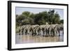 Namibia, Etosha National Park, Plain Zebra, Equus Burchellii, at Water Hole-Paul Souders-Framed Photographic Print