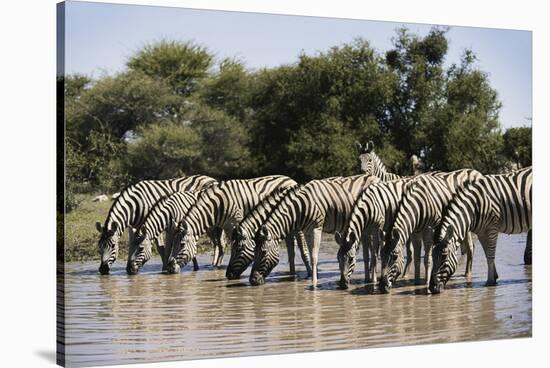 Namibia, Etosha National Park, Plain Zebra, Equus Burchellii, at Water Hole-Paul Souders-Stretched Canvas