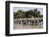 Namibia, Etosha National Park, Plain Zebra, Equus Burchellii, at Water Hole-Paul Souders-Framed Photographic Print