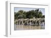 Namibia, Etosha National Park, Plain Zebra, Equus Burchellii, at Water Hole-Paul Souders-Framed Photographic Print