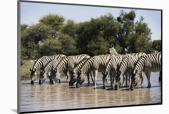 Namibia, Etosha National Park, Plain Zebra, Equus Burchellii, at Water Hole-Paul Souders-Mounted Photographic Print