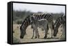 Namibia, Etosha National Park, Plain Zebra, Equus Burchellii, Grazing-Paul Souders-Framed Stretched Canvas