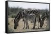 Namibia, Etosha National Park, Plain Zebra, Equus Burchellii, Grazing-Paul Souders-Framed Stretched Canvas