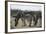 Namibia, Etosha National Park, Plain Zebra, Equus Burchellii, Grazing-Paul Souders-Framed Photographic Print