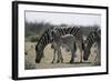 Namibia, Etosha National Park, Plain Zebra, Equus Burchellii, Grazing-Paul Souders-Framed Photographic Print