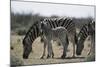 Namibia, Etosha National Park, Plain Zebra, Equus Burchellii, Grazing-Paul Souders-Mounted Photographic Print