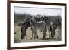 Namibia, Etosha National Park, Plain Zebra, Equus Burchellii, Grazing-Paul Souders-Framed Photographic Print