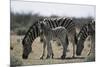 Namibia, Etosha National Park, Plain Zebra, Equus Burchellii, Grazing-Paul Souders-Mounted Photographic Print