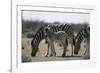 Namibia, Etosha National Park, Plain Zebra, Equus Burchellii, Grazing-Paul Souders-Framed Photographic Print