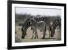 Namibia, Etosha National Park, Plain Zebra, Equus Burchellii, Grazing-Paul Souders-Framed Photographic Print