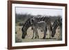 Namibia, Etosha National Park, Plain Zebra, Equus Burchellii, Grazing-Paul Souders-Framed Photographic Print